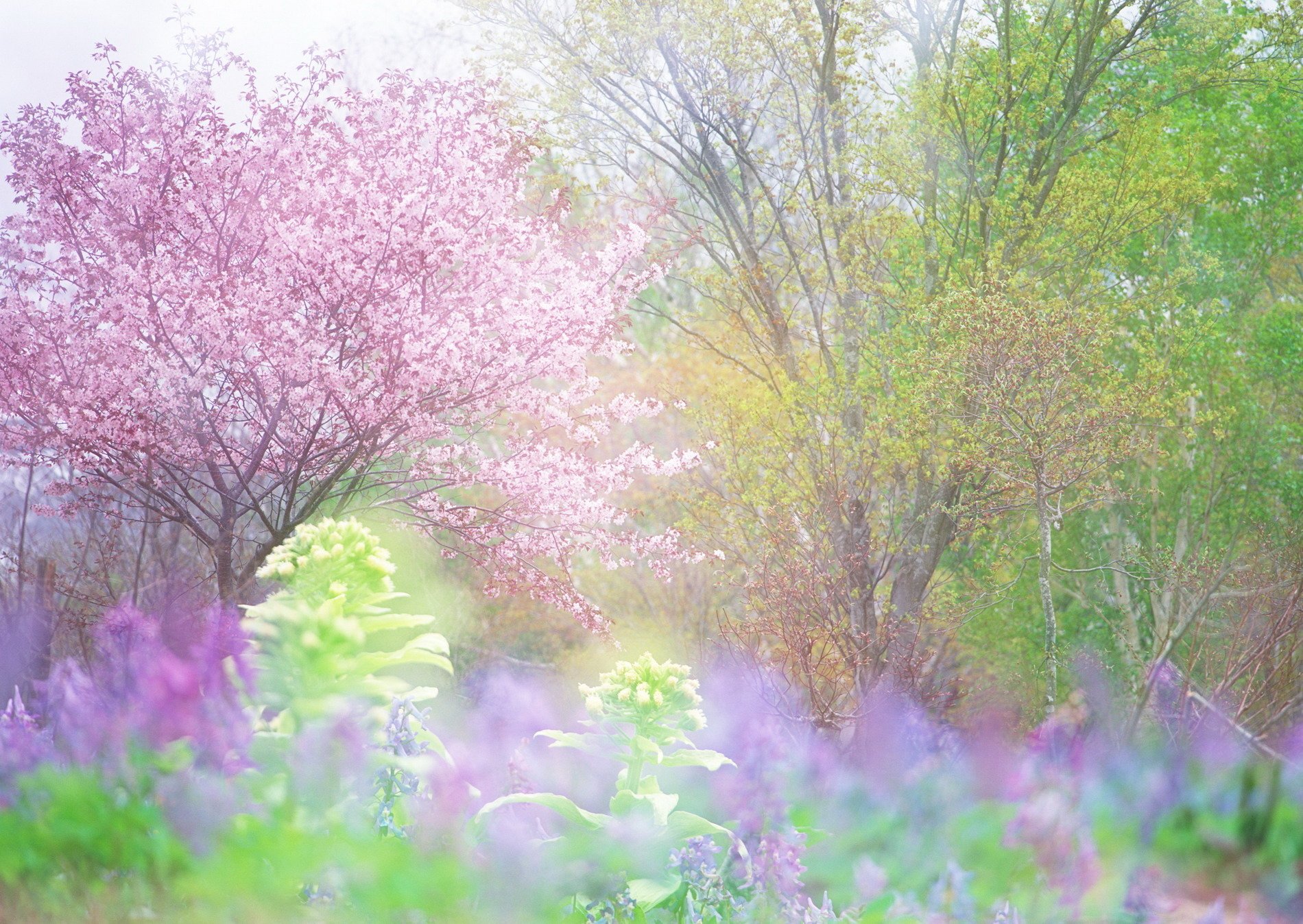 printemps floraison arbres cerisier verdure fraîcheur