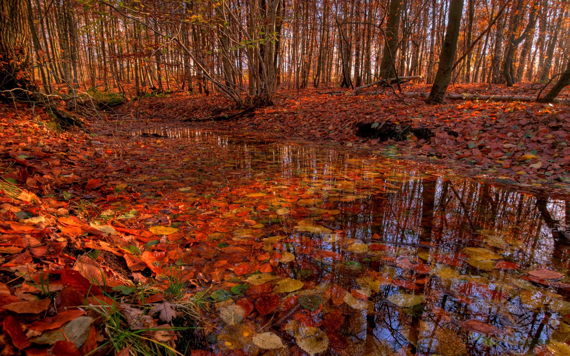 wald bäume fluss bach laub herbst