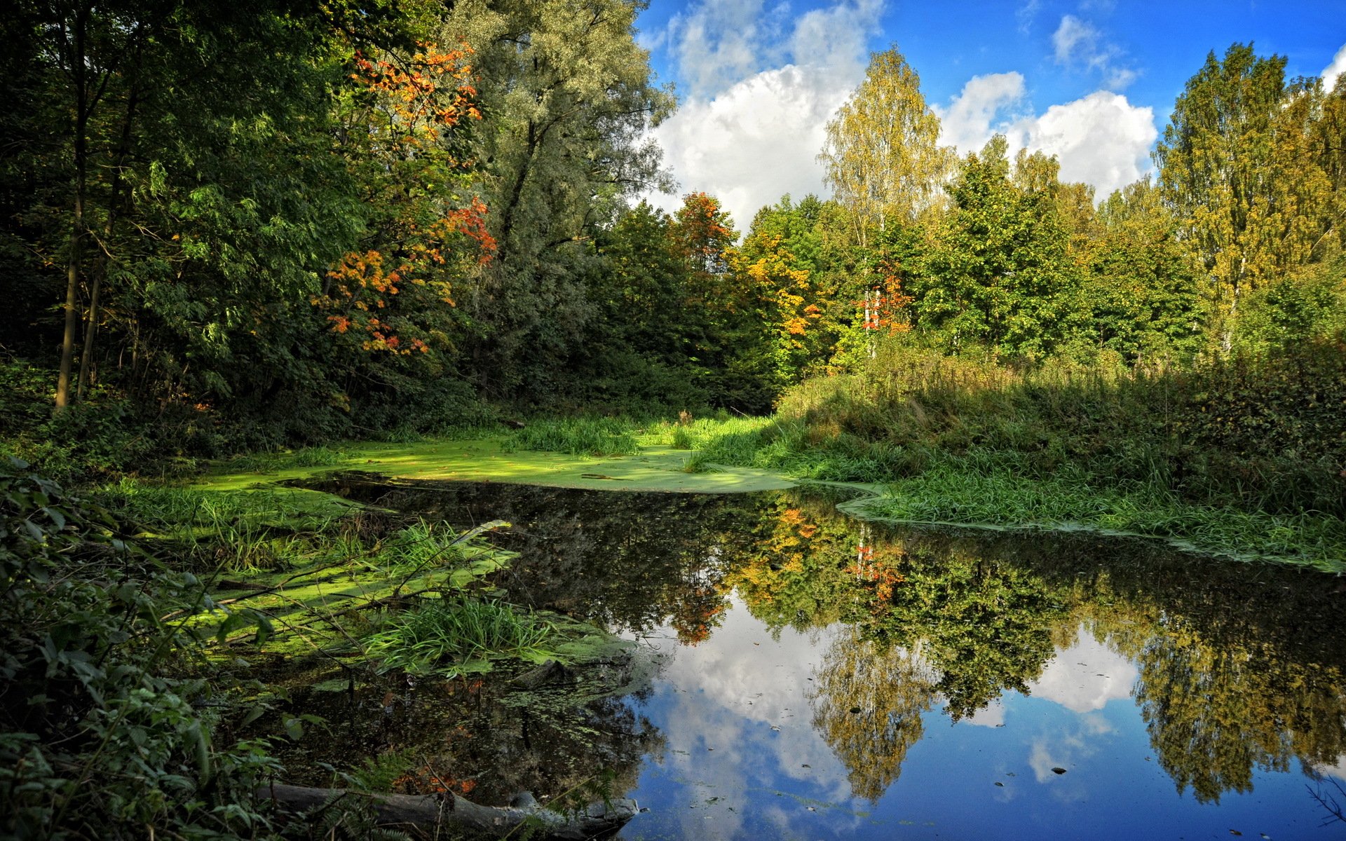 estate cielo palude alberi