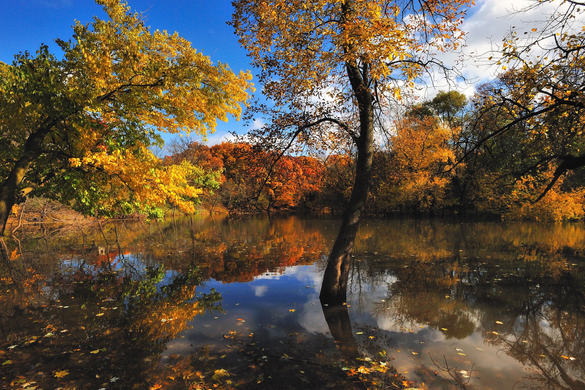 natura autunno lago alberi