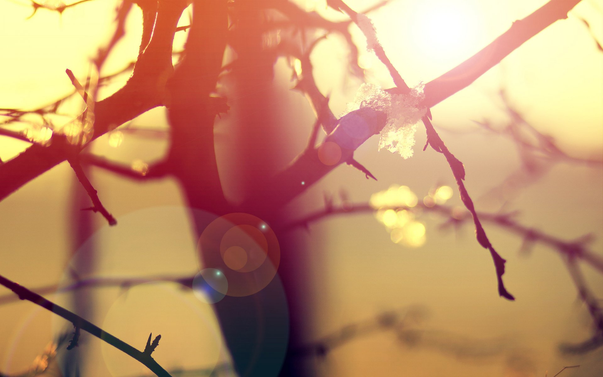 nature morning light tree branches close up