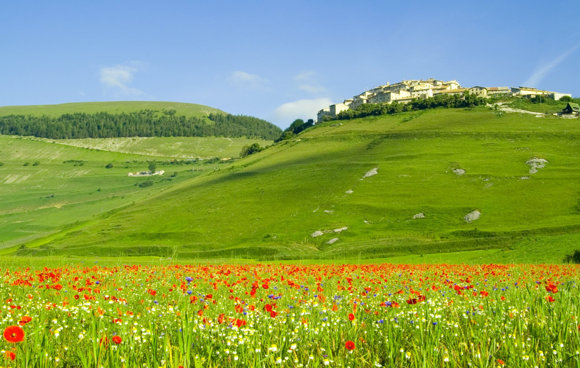 italien italia natur hügel felder wälder blumen mohnblumen häuser landschaft