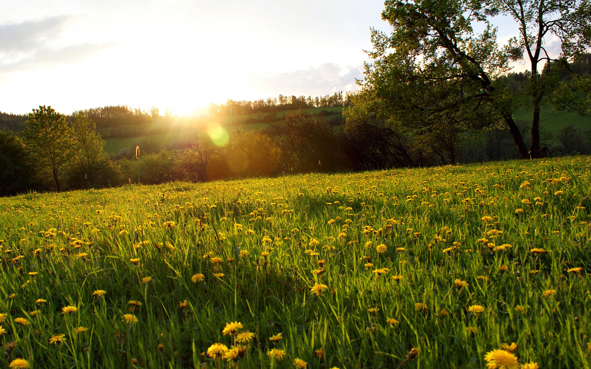 claro hierba dientes de león flores bosque árboles sol rayos resplandor