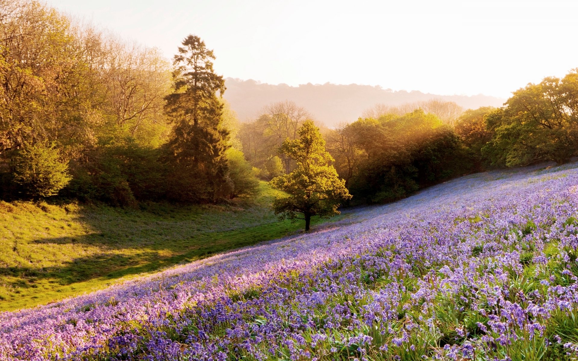 nature plants tree field flower sun rays light background wallpaper