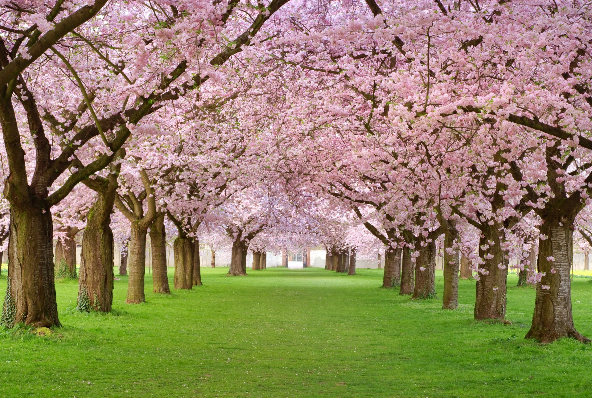 pring blossom весна деревья цветение лепестки розовая аллея красота