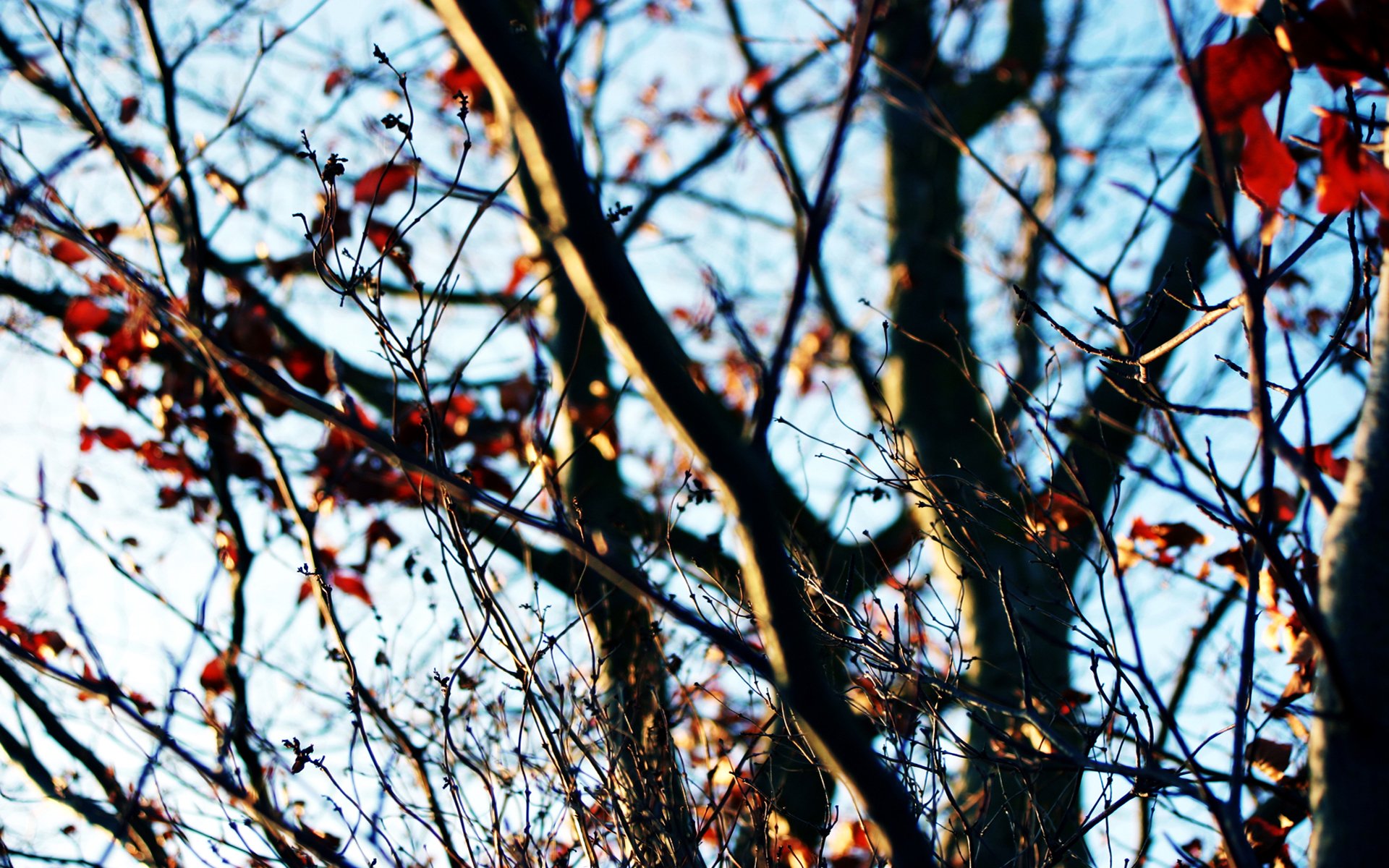 autunno albero cielo ultime foglie rami giornata di sole