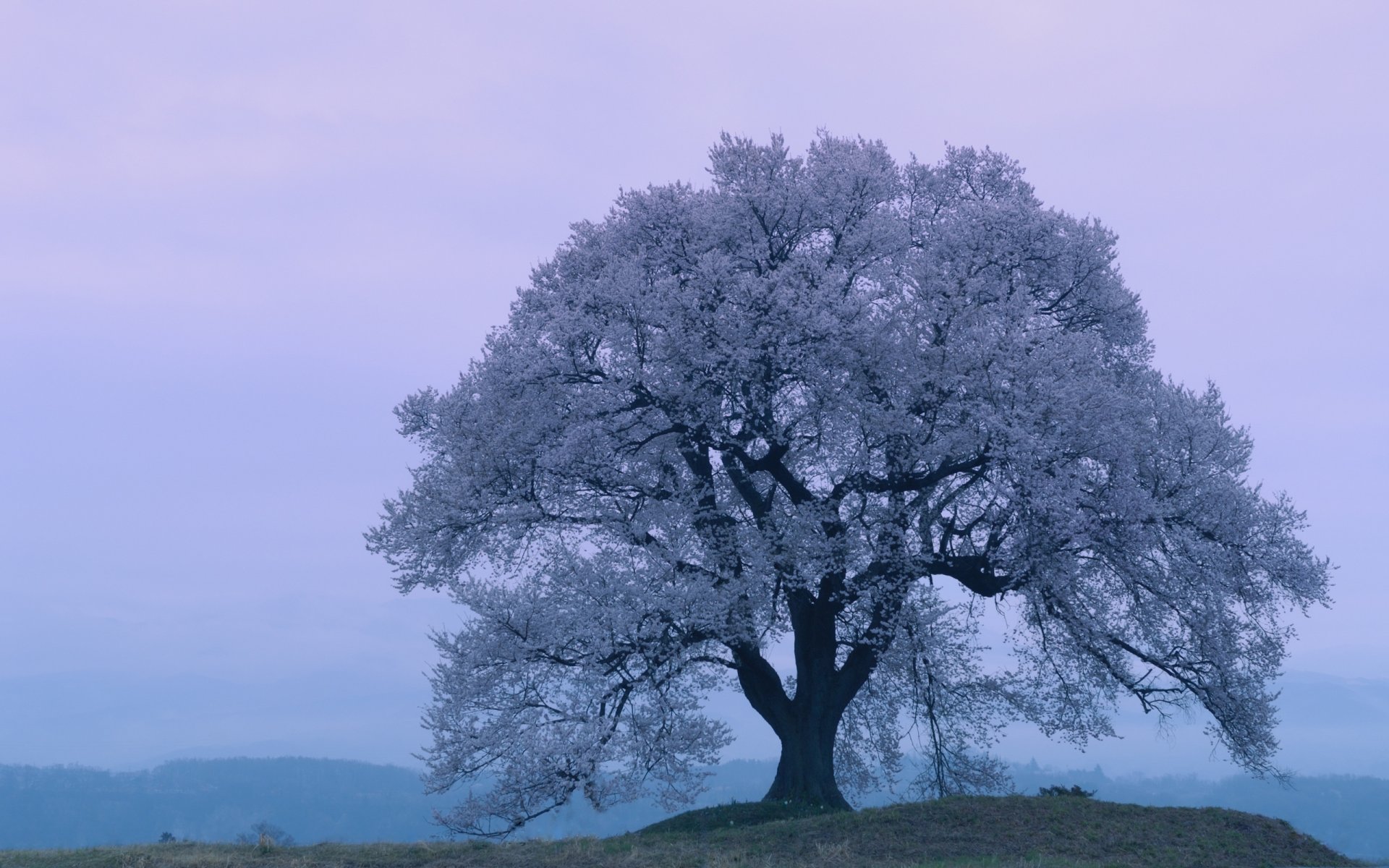 japan sakura cherry blossoms spring evening cherry blossoms spring