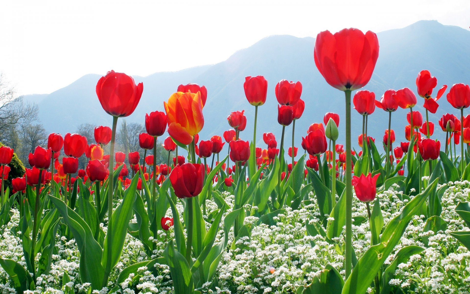 tulips plantation mountain