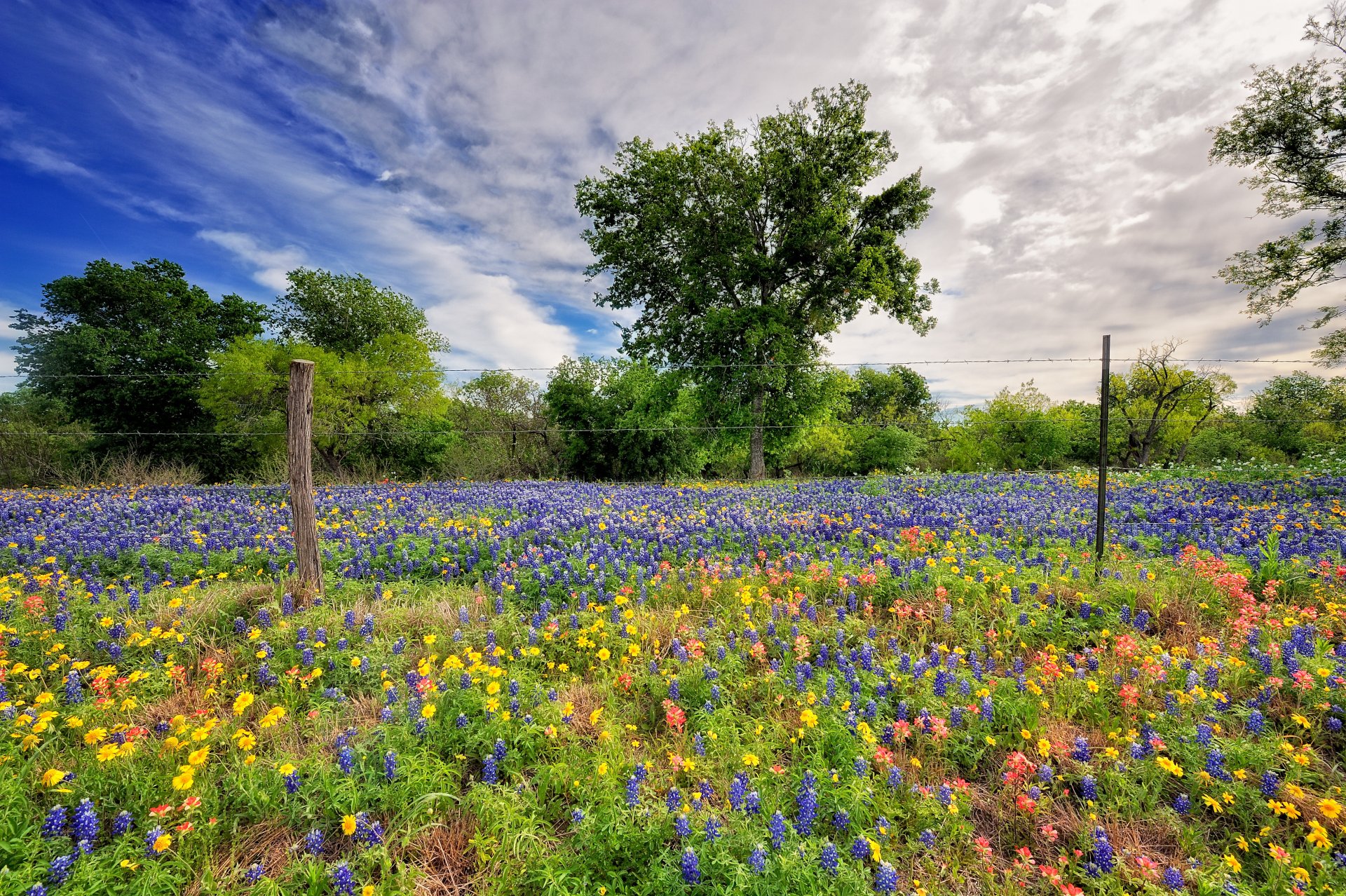 nature printemps ciel fleurs