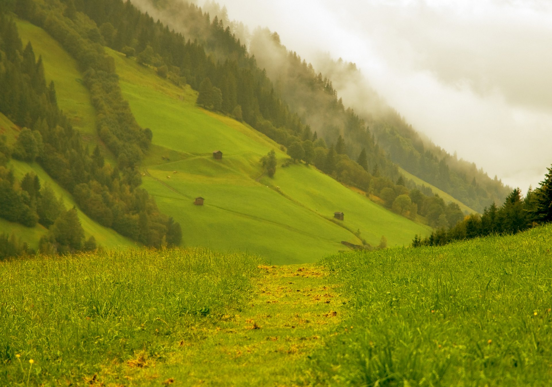 nature mountain alps forest road green