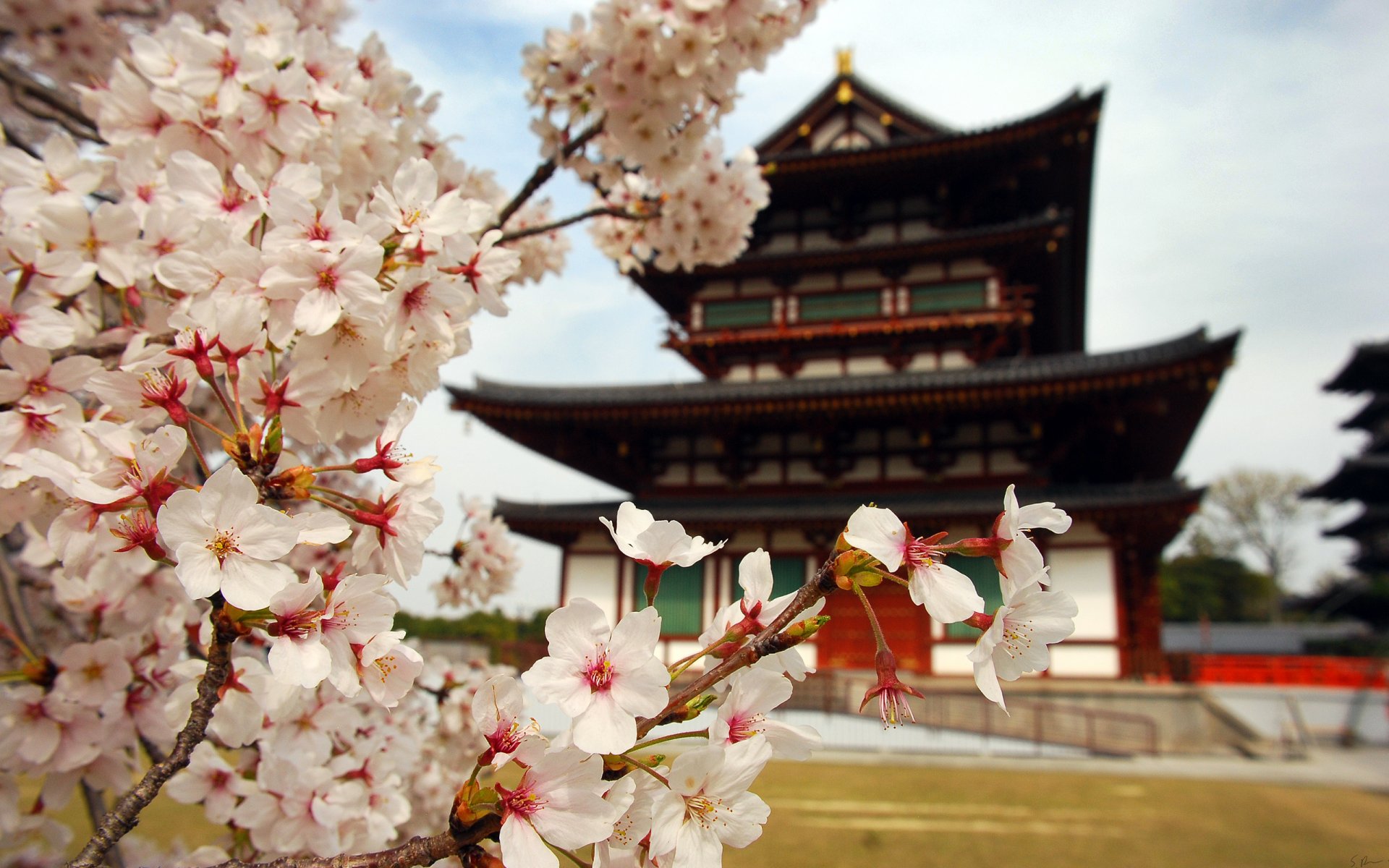 sakura flores pétalos ramas japón pagoda casa naturaleza