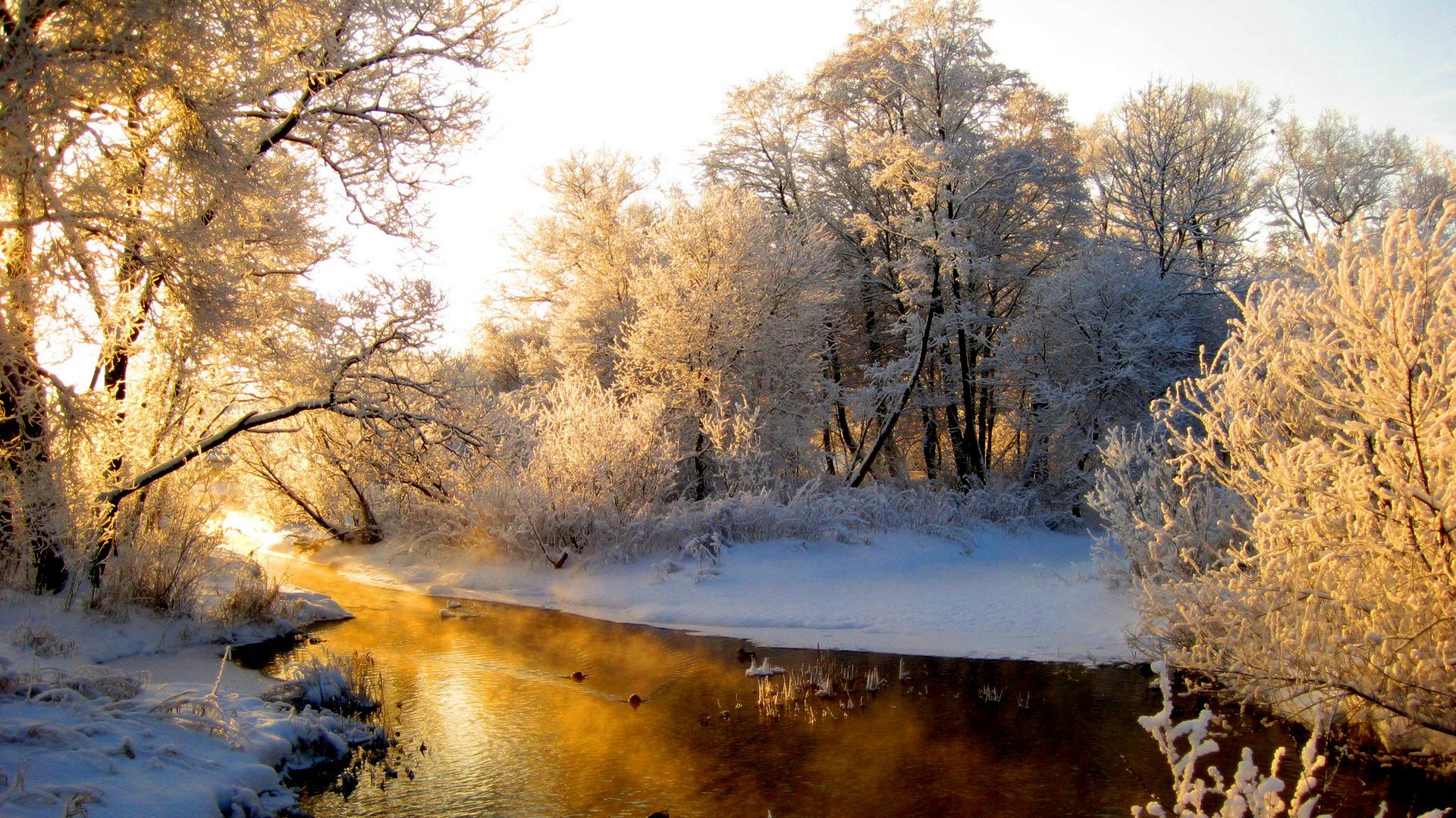 neige hiver arbres dans le givre forêt soleil rivière