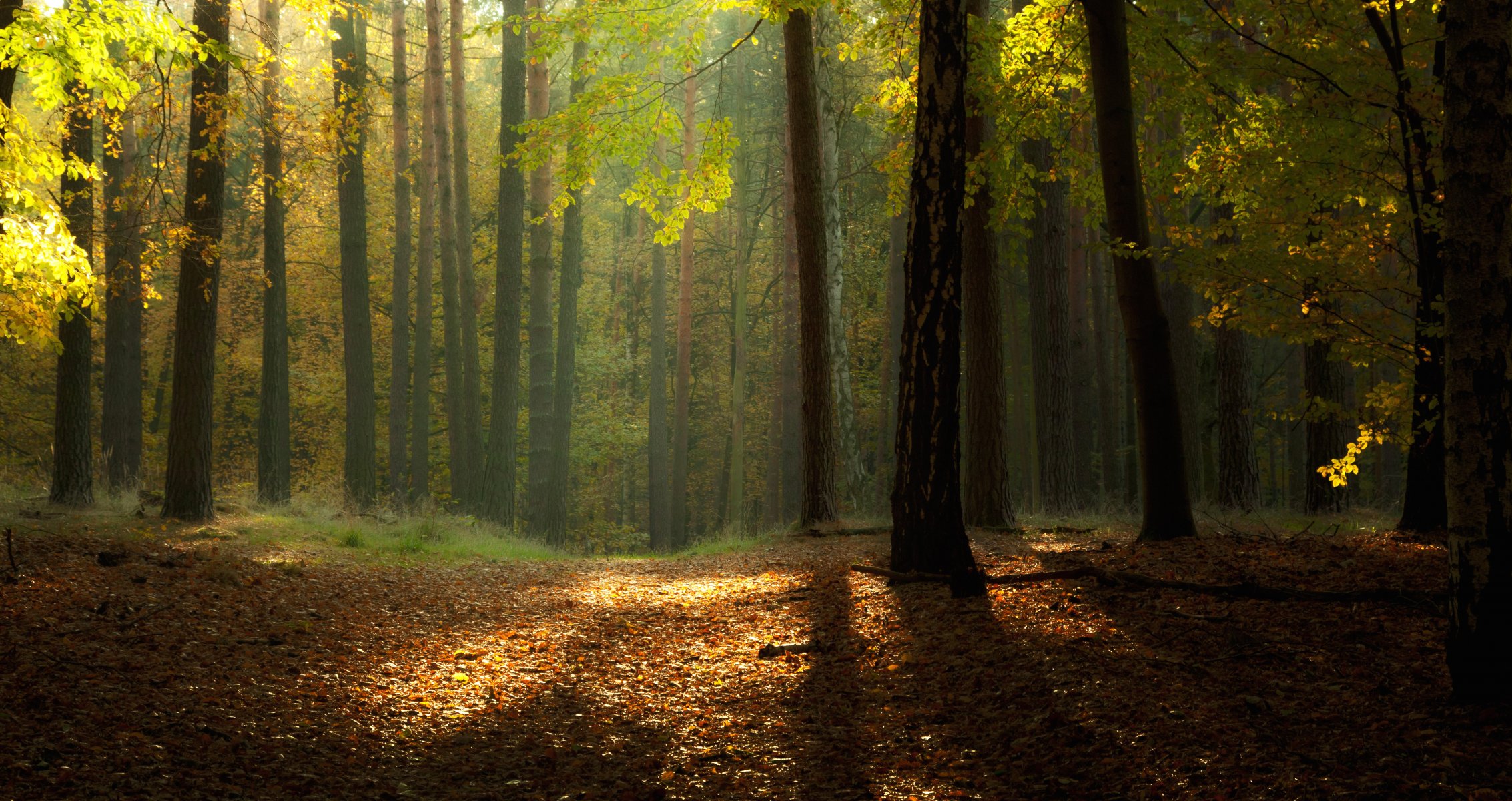 naturaleza otoño bosque follaje