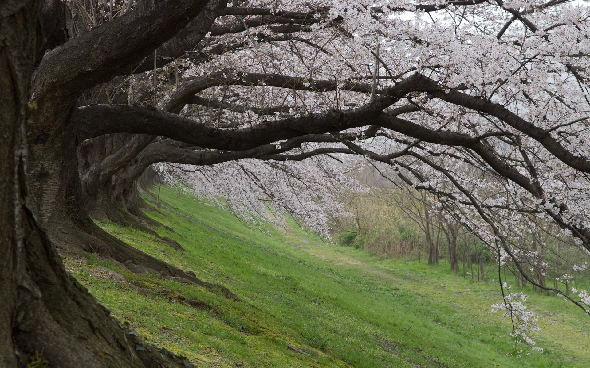 japón sakura flor de cerezo primavera flor de cerezo primavera