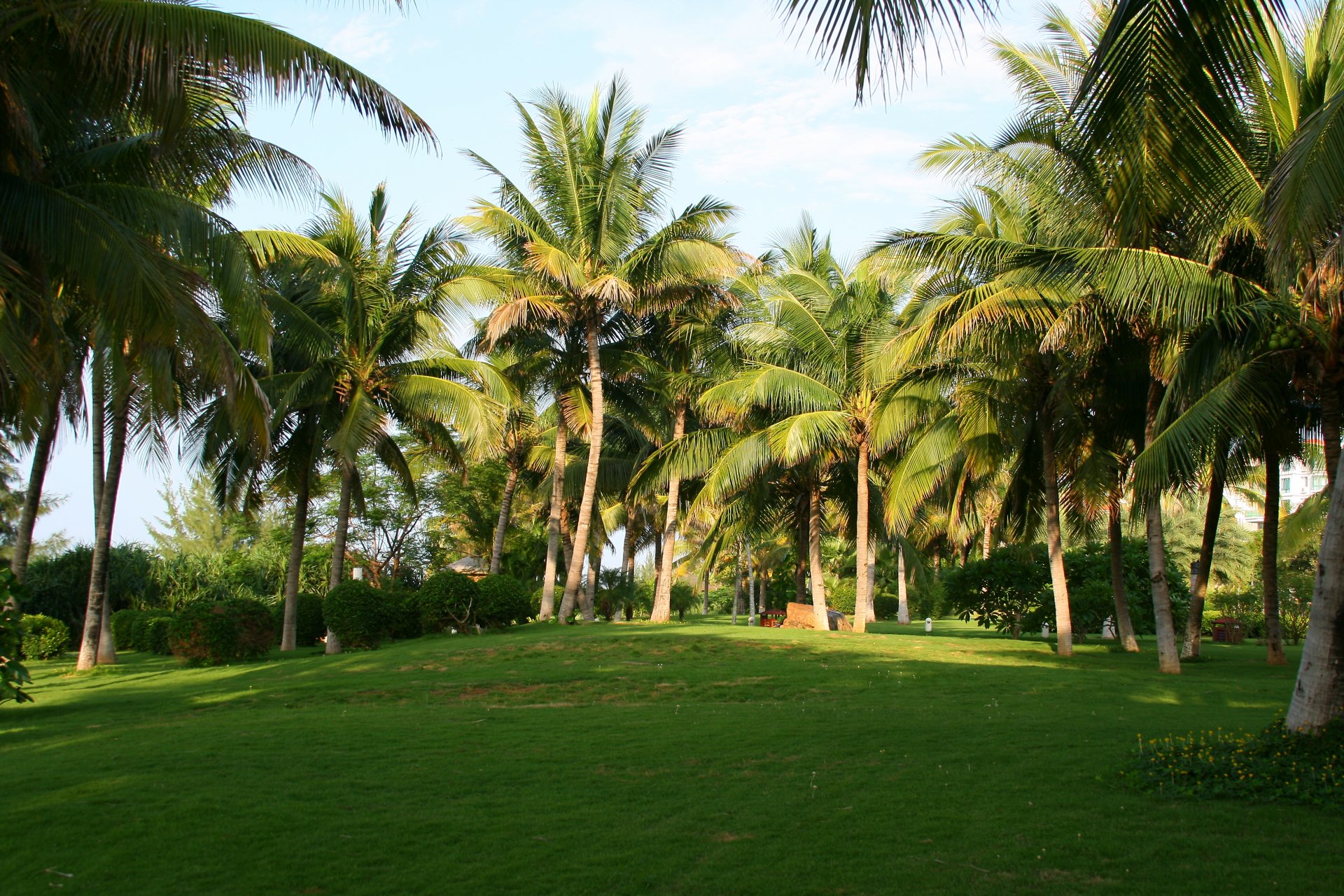 nature chine palmiers herbe matin humeur repos voyage