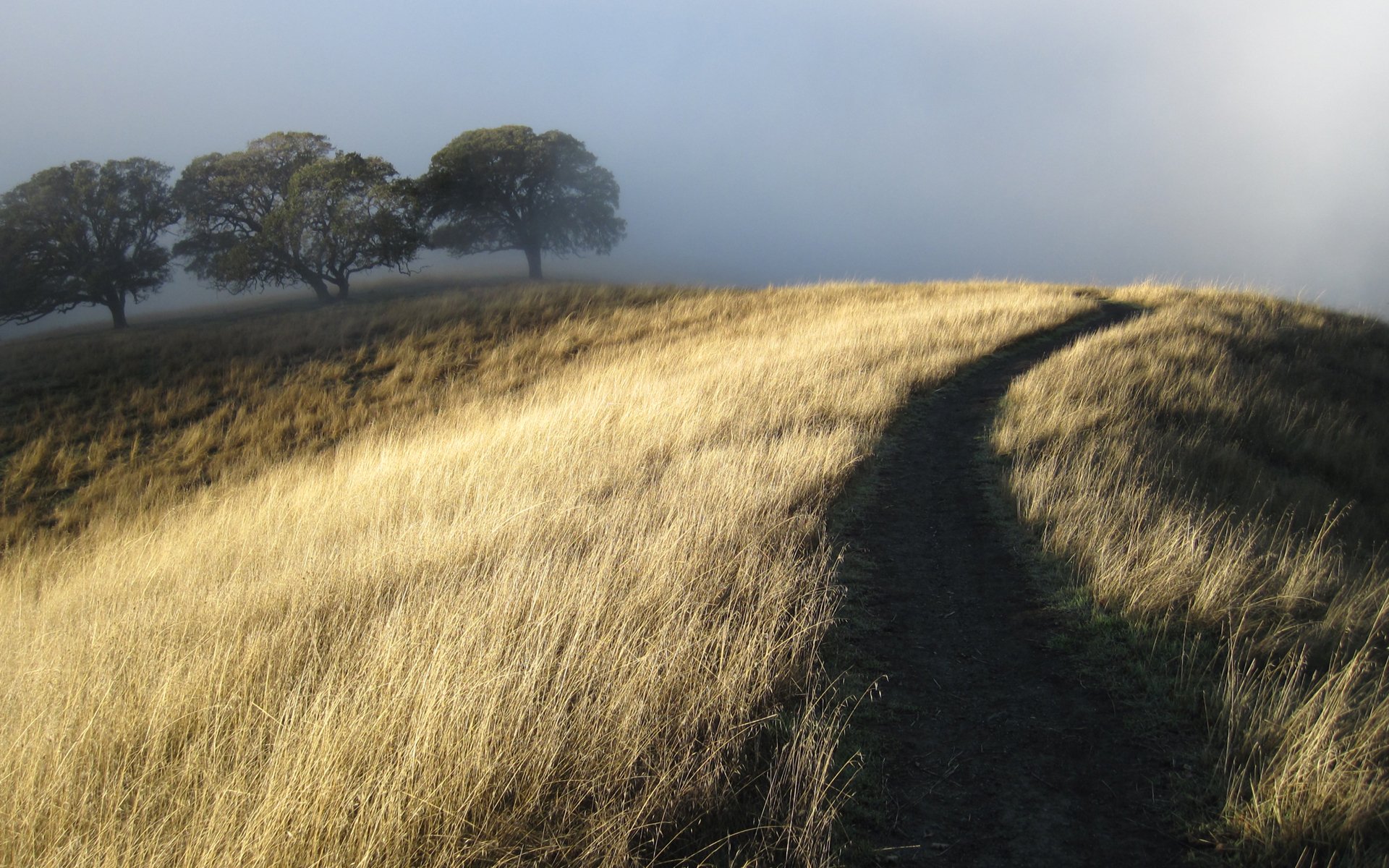 colline sentier sec herbe arbres brouillard