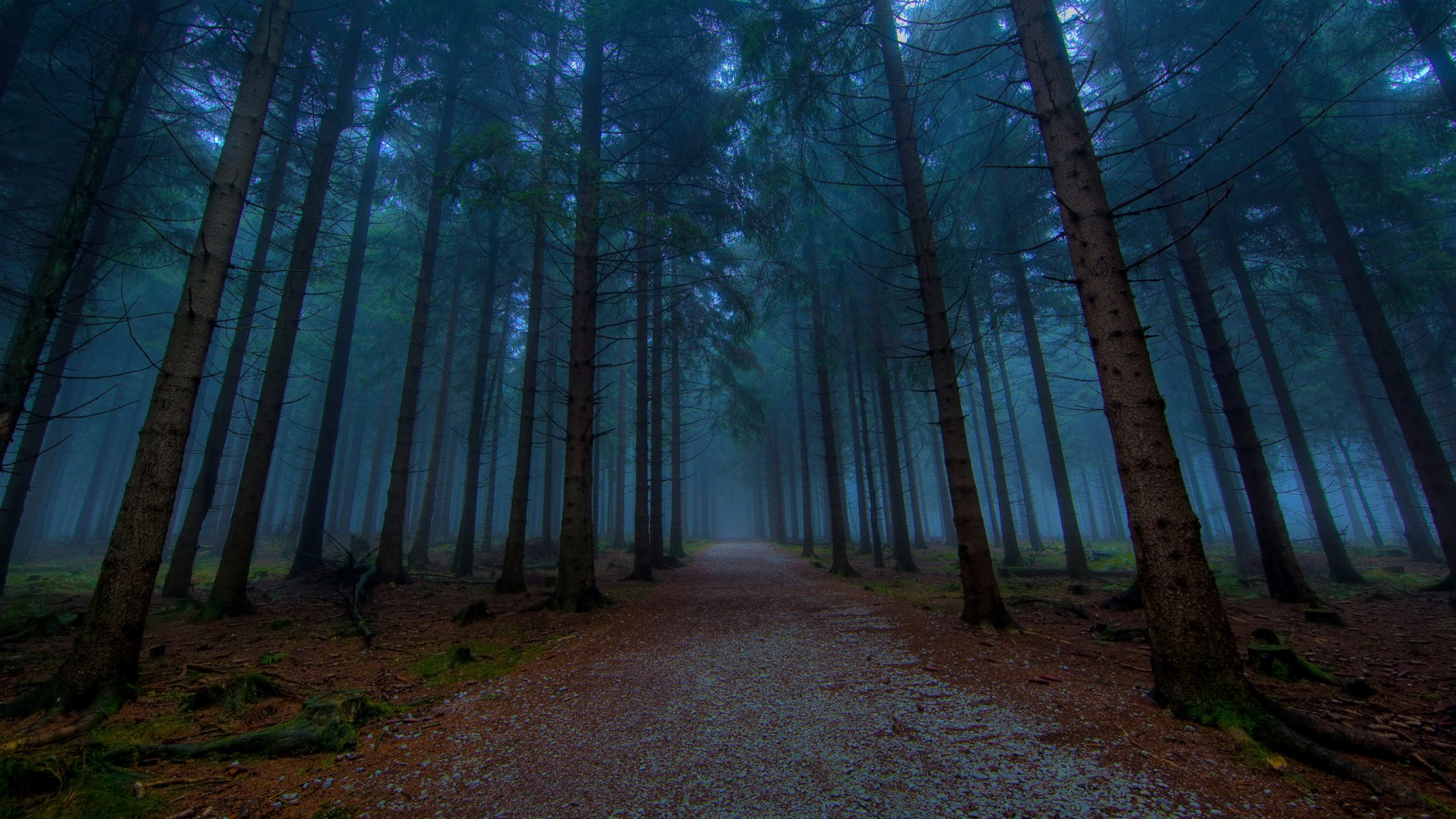 nature forêt arbre arbres belle route route chemin sentier sentiers ruelles ruelle soirée