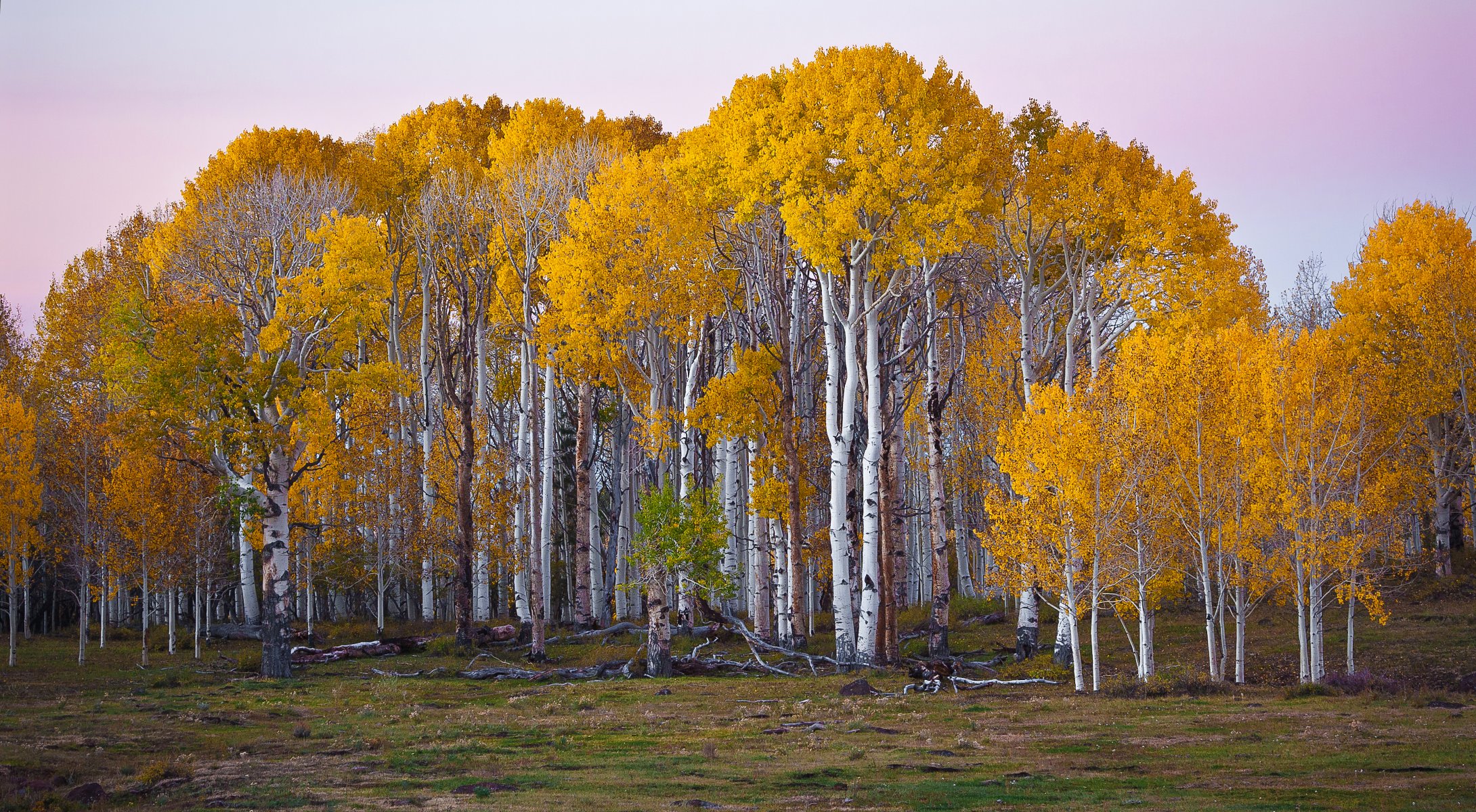 stati uniti utah foresta alberi betulle autunno