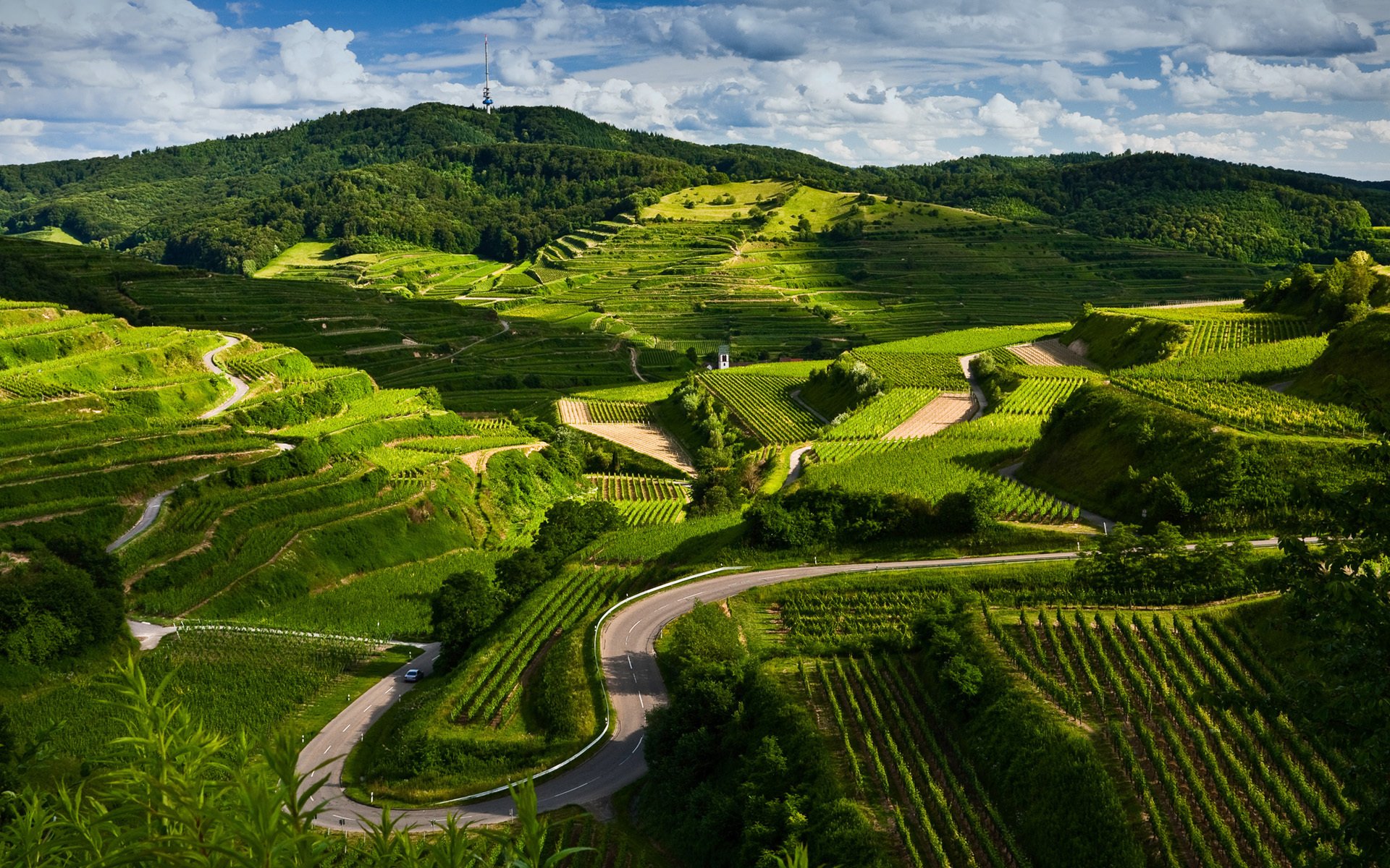 nature paysage vignes route champs vue