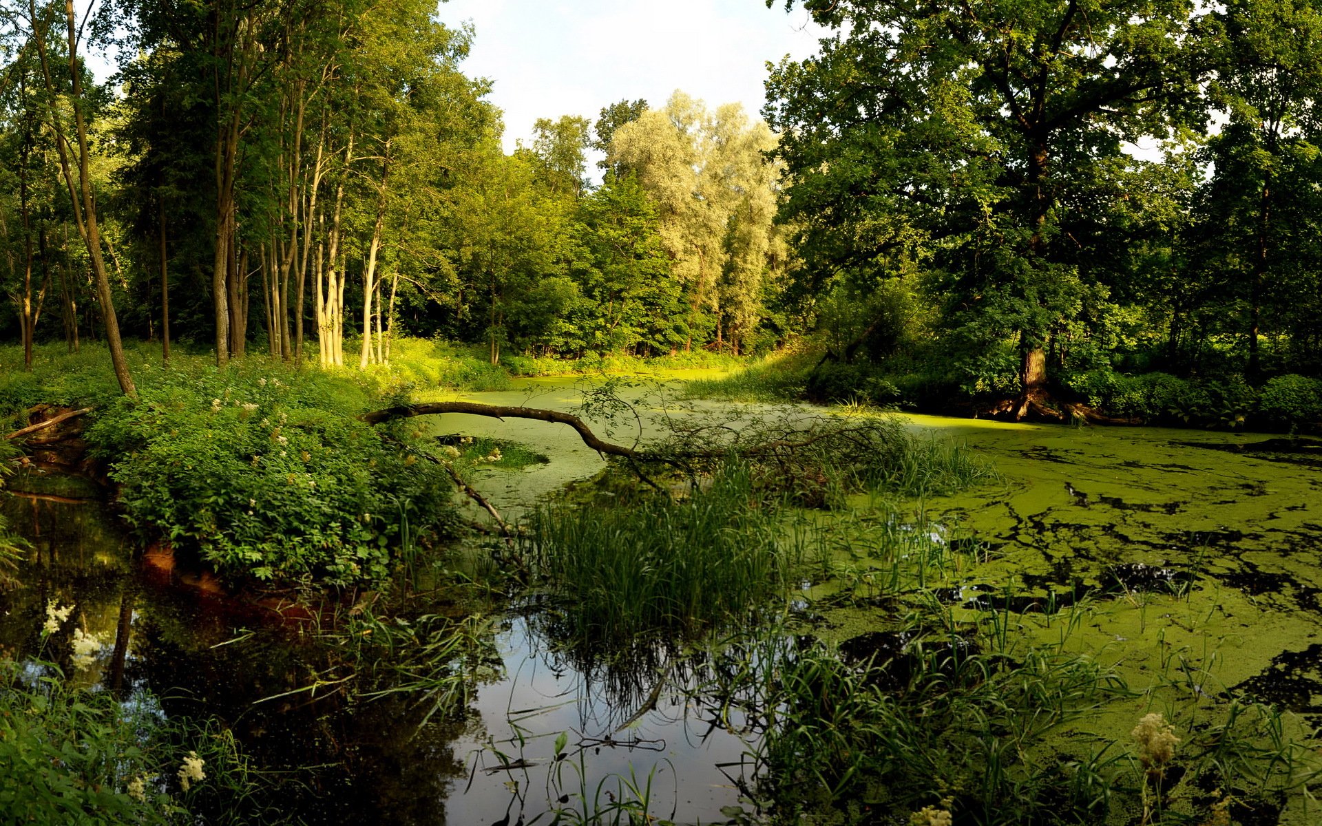 forest tree bog