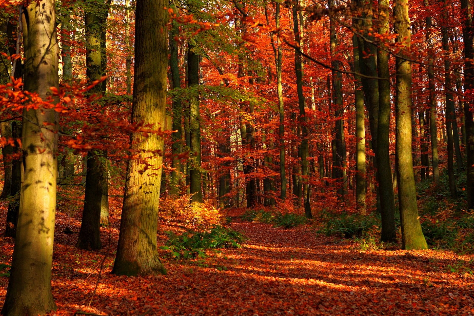 foresta autunno alberi natura