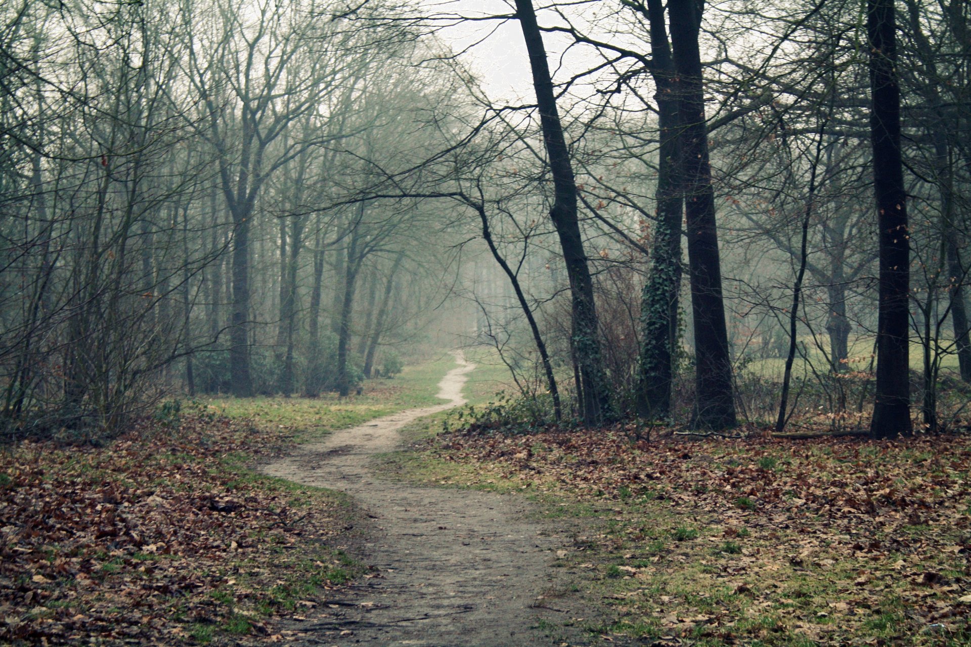 nebbia foresta strada sentiero alberi autunno