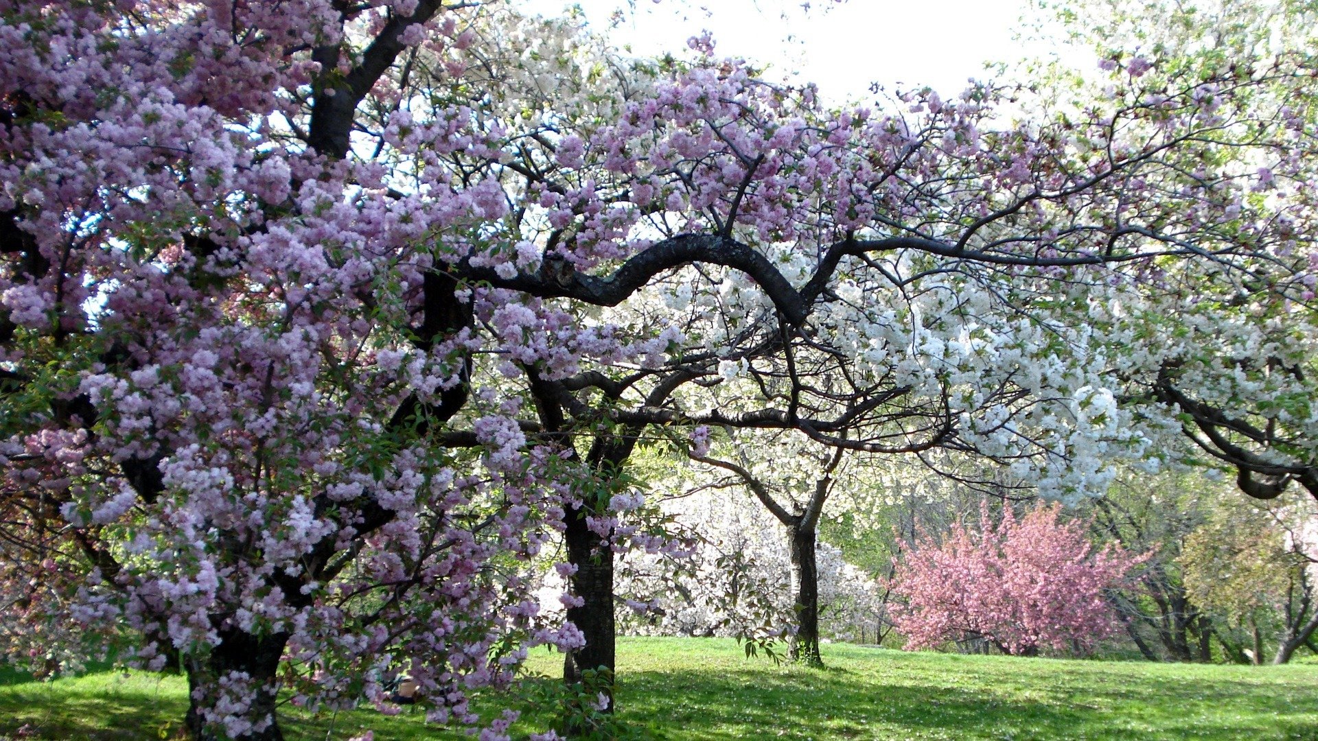 alberi colore rosa giardino primavera