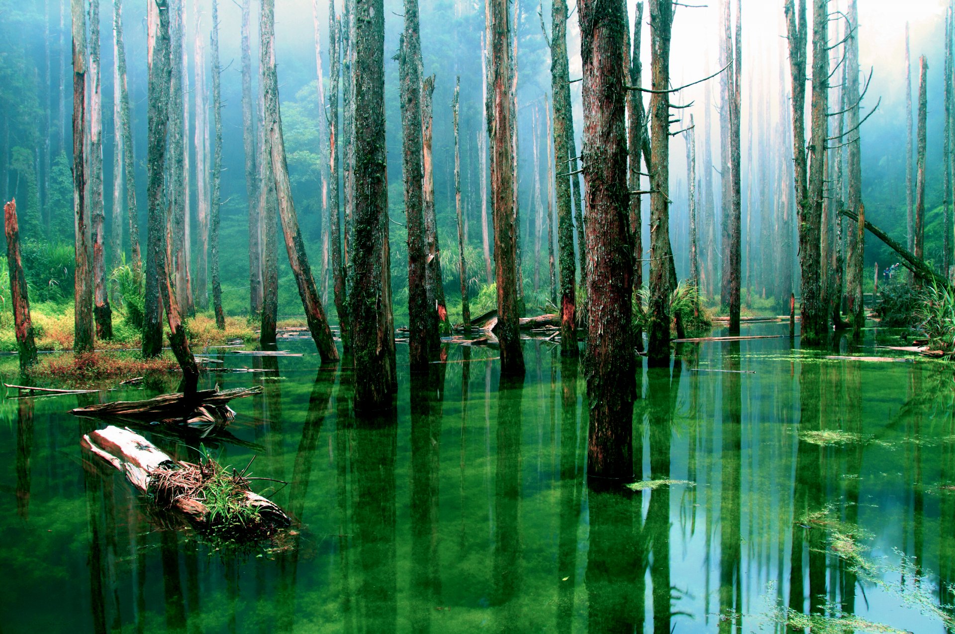 natur wald bäume stämme trocken sumpf wasser