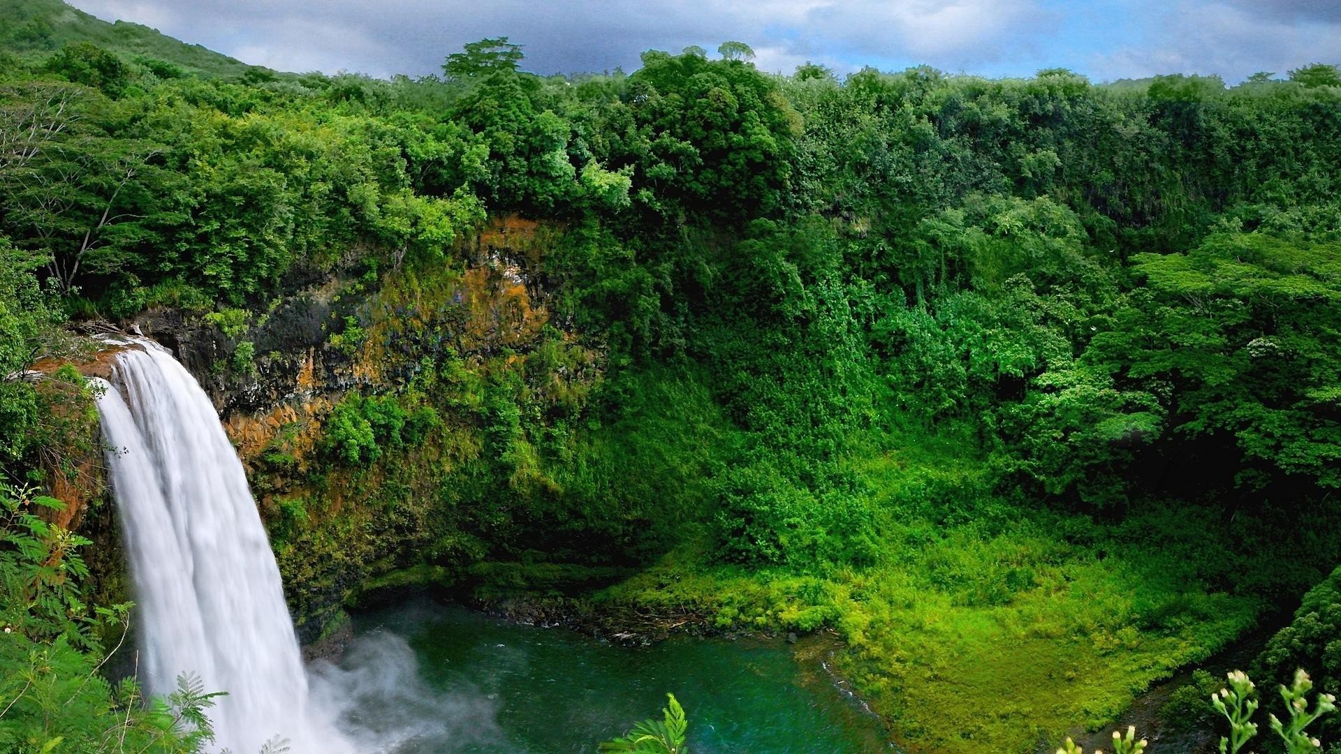 naturaleza bosque árboles plantas cascada