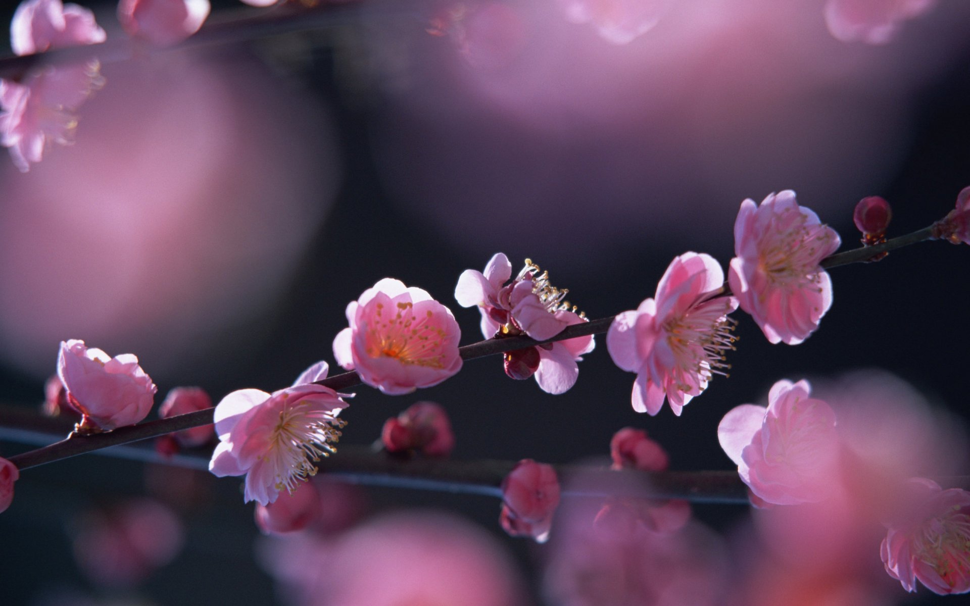 primavera albero in fiore sole