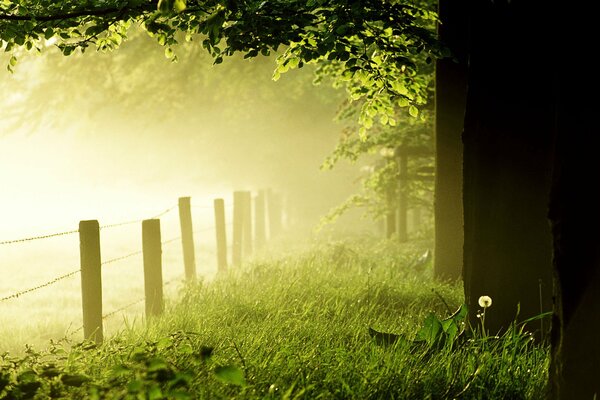 Fog in the morning forest. The blooming dandelion