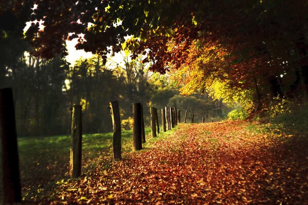 Herbstlicher Laubteppich bedeckt die Gasse