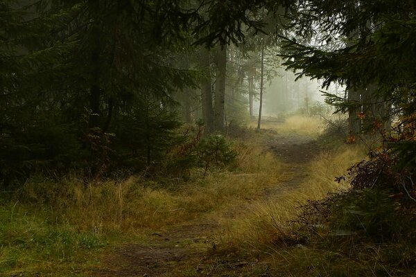 Camino en la niebla en el bosque de otoño