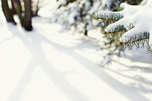 Winter nature in the spruce forest