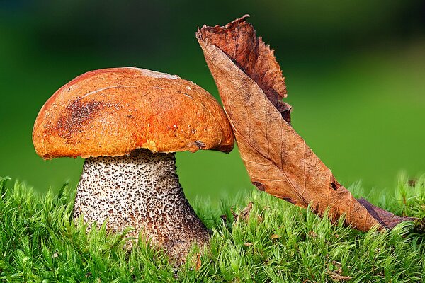 Énorme champignon sur une clairière verte