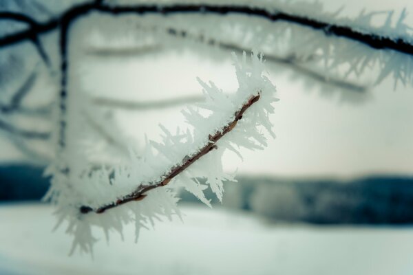 Der Ast wurde im Winter zu Eis