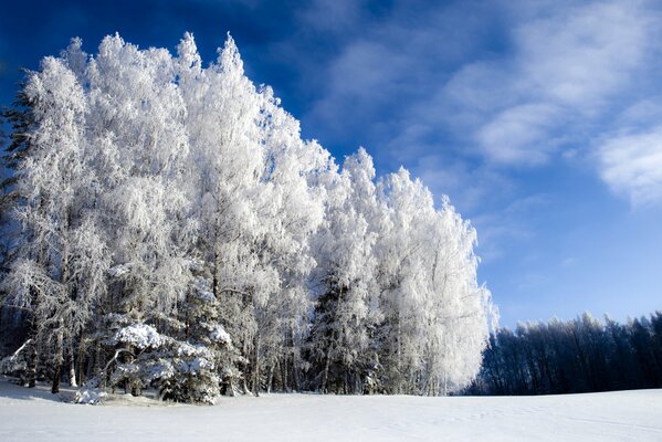 Givre sur les arbres dans la forêt