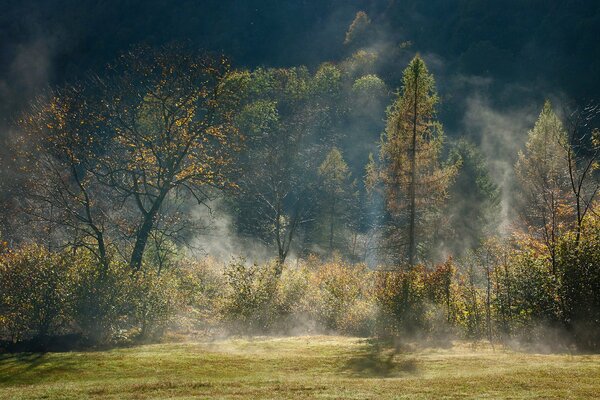 Vista del bosque con árboles en la niebla