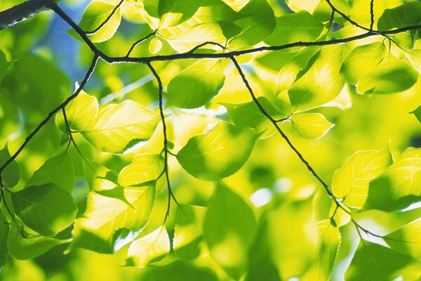 Faisceau de lumière dans les feuilles de l arbre