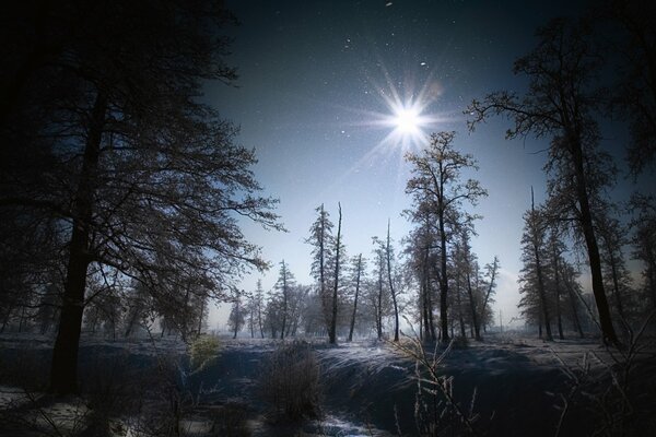 Winter forest illuminated by moonlight