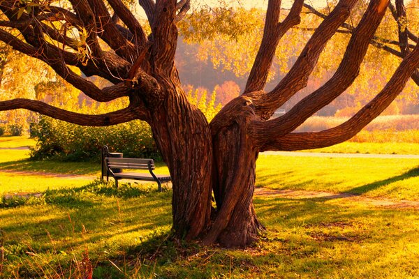 A bench by an unusual tree on a sunny day