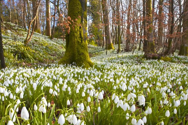 The first snowdrops in the spring forest