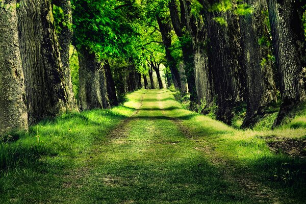 Route dans la forêt, avec des arbres denses