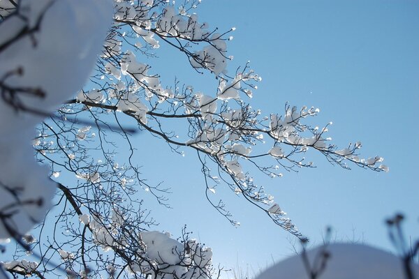 Brindilles sous la neige en journée d hiver