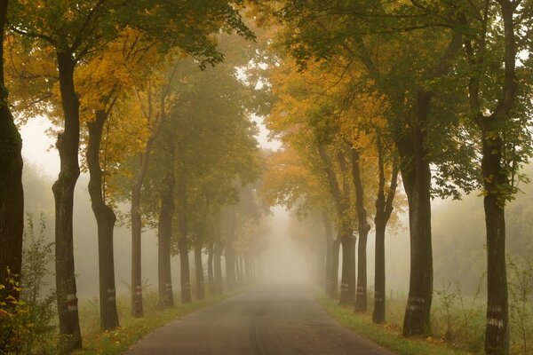 Herbstliche Nebelgasse im Park