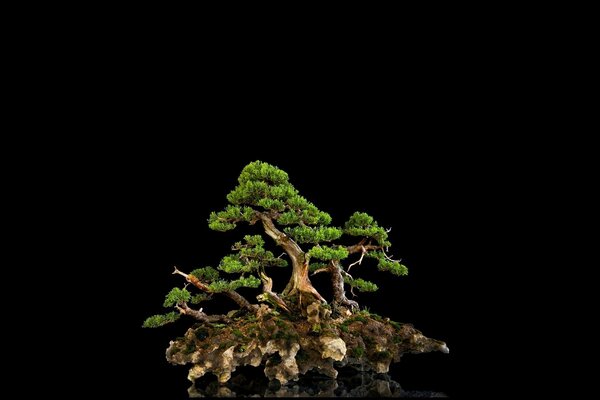 Bonsai tree on a black background