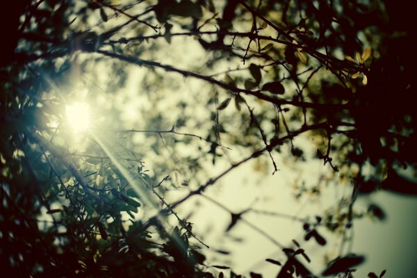 The rays of the sun through the branches and foliage of the tree