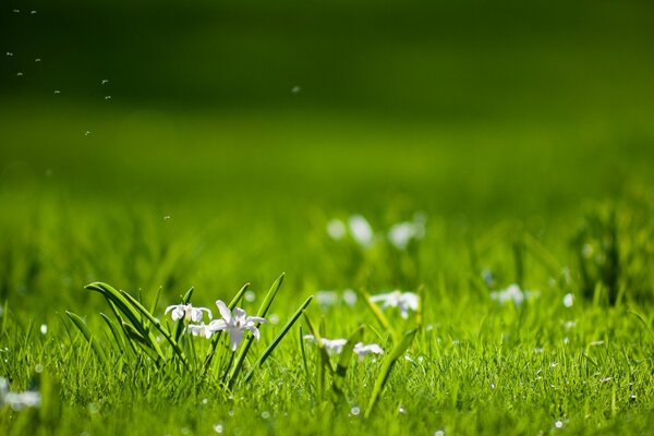 Fleurs blanches sur la pelouse verte