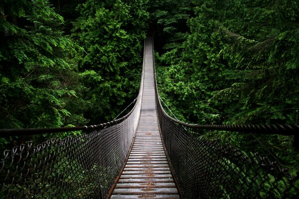 Pont humide au milieu de la forêt verte