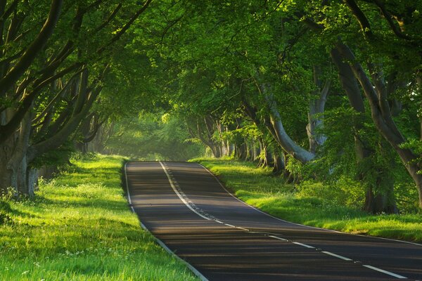 A strip of asphalt road running between the greenery of mighty trees